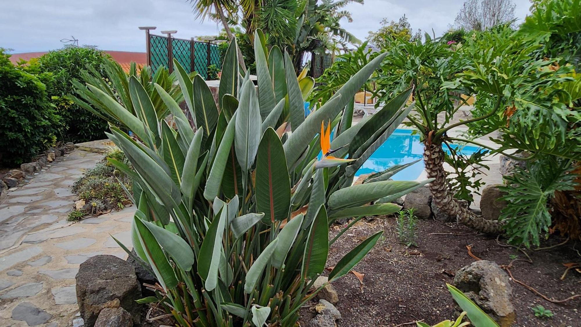 Oasis Hill Botanical Garden Villa Icod De Los Vinos Ngoại thất bức ảnh