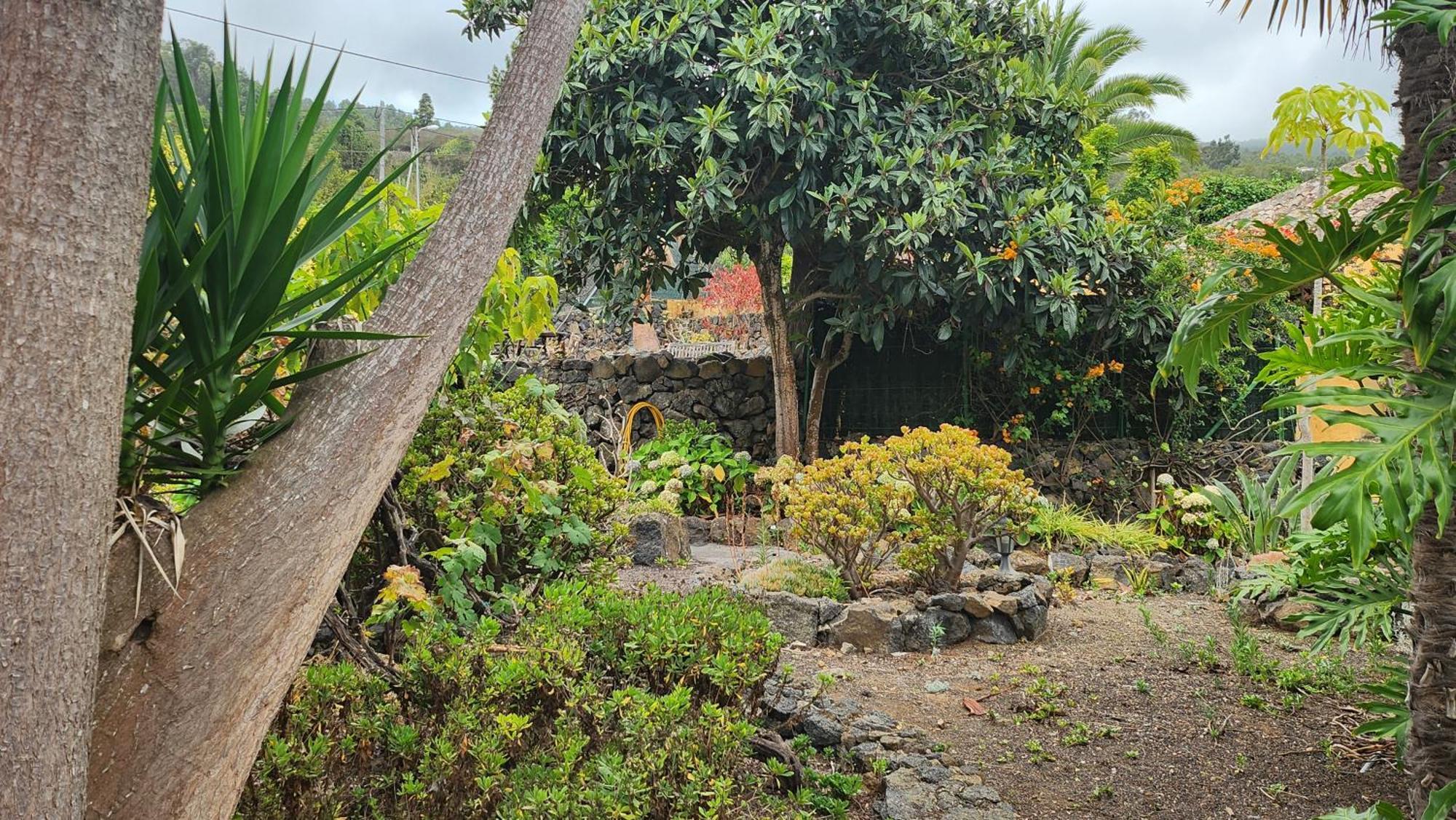 Oasis Hill Botanical Garden Villa Icod De Los Vinos Ngoại thất bức ảnh
