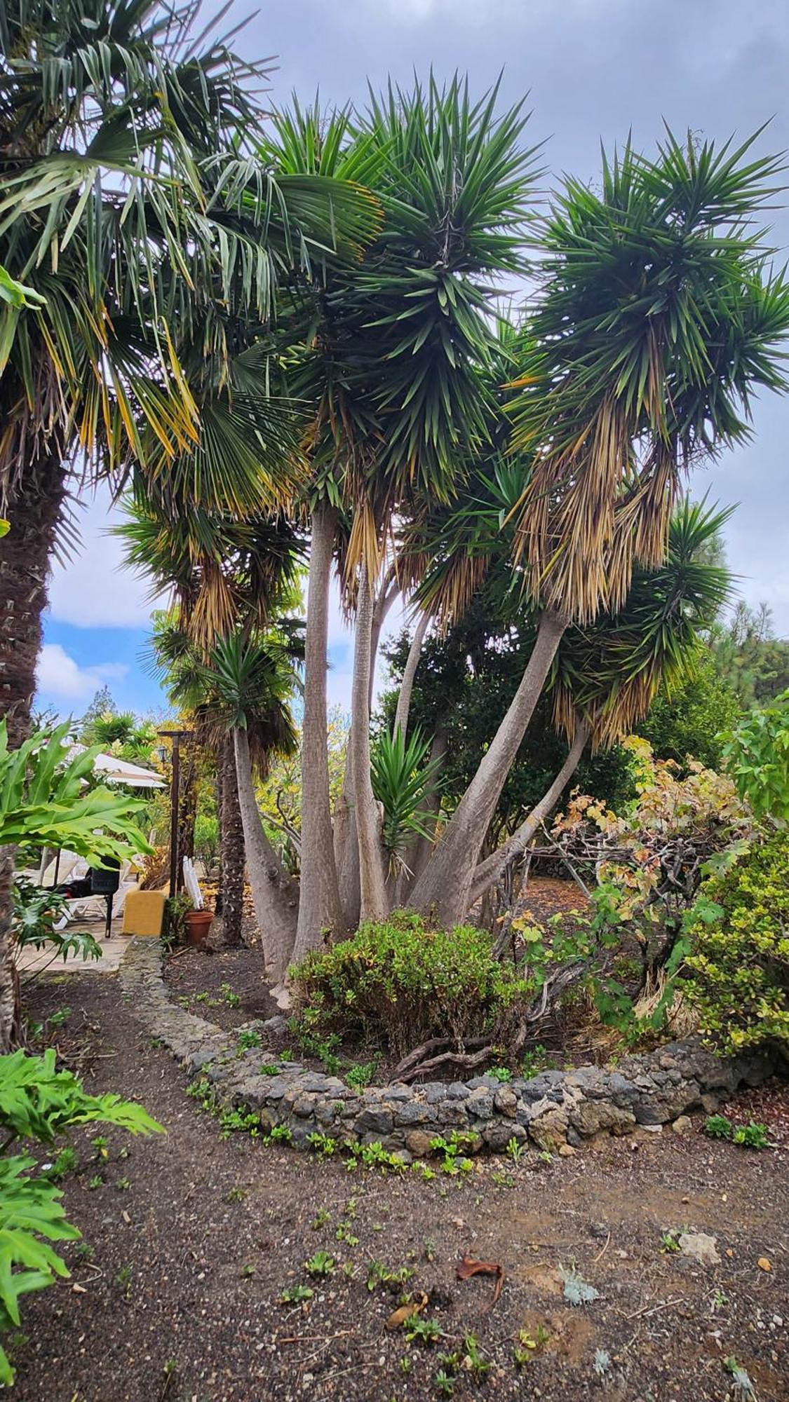 Oasis Hill Botanical Garden Villa Icod De Los Vinos Ngoại thất bức ảnh
