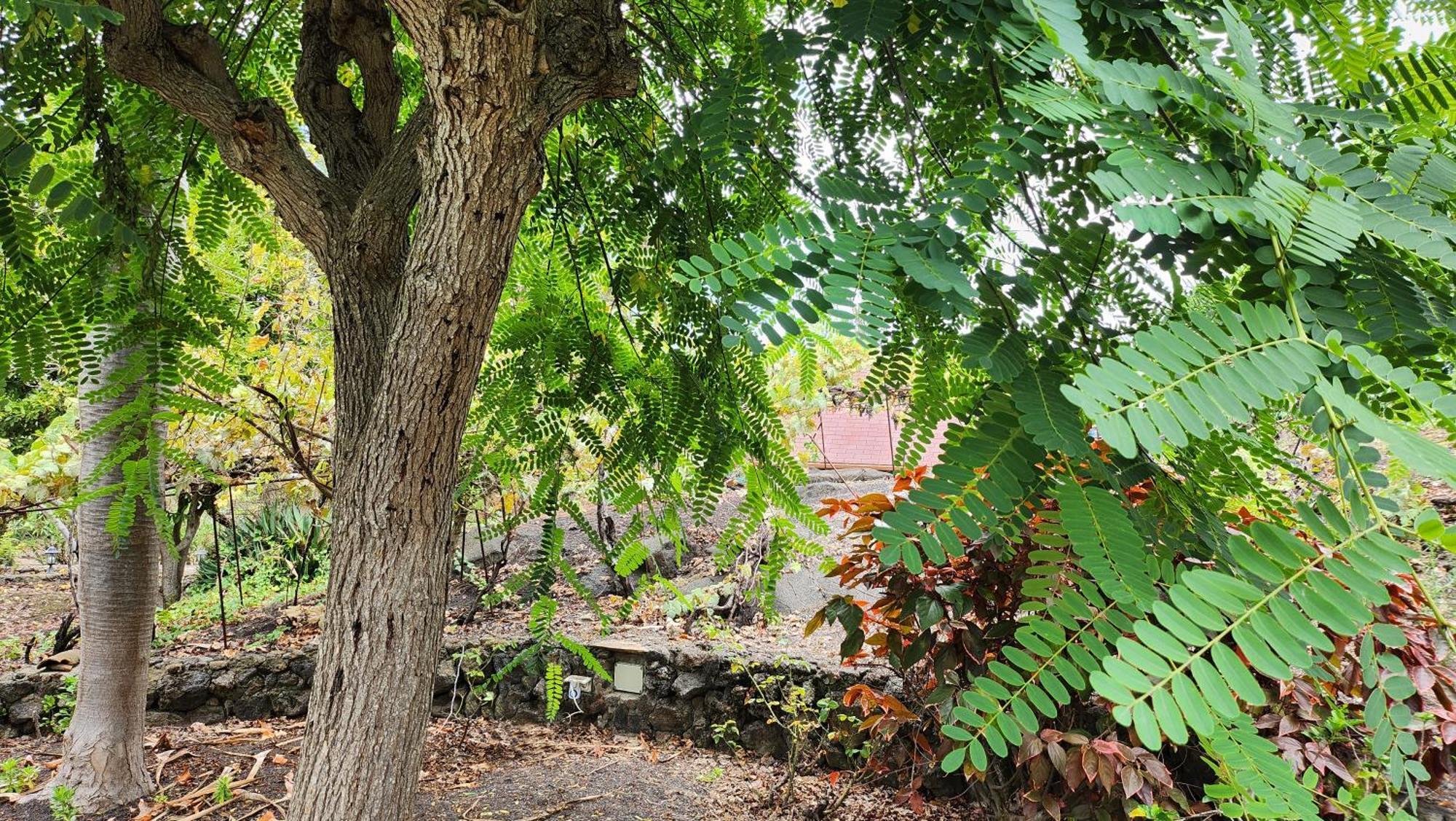 Oasis Hill Botanical Garden Villa Icod De Los Vinos Ngoại thất bức ảnh