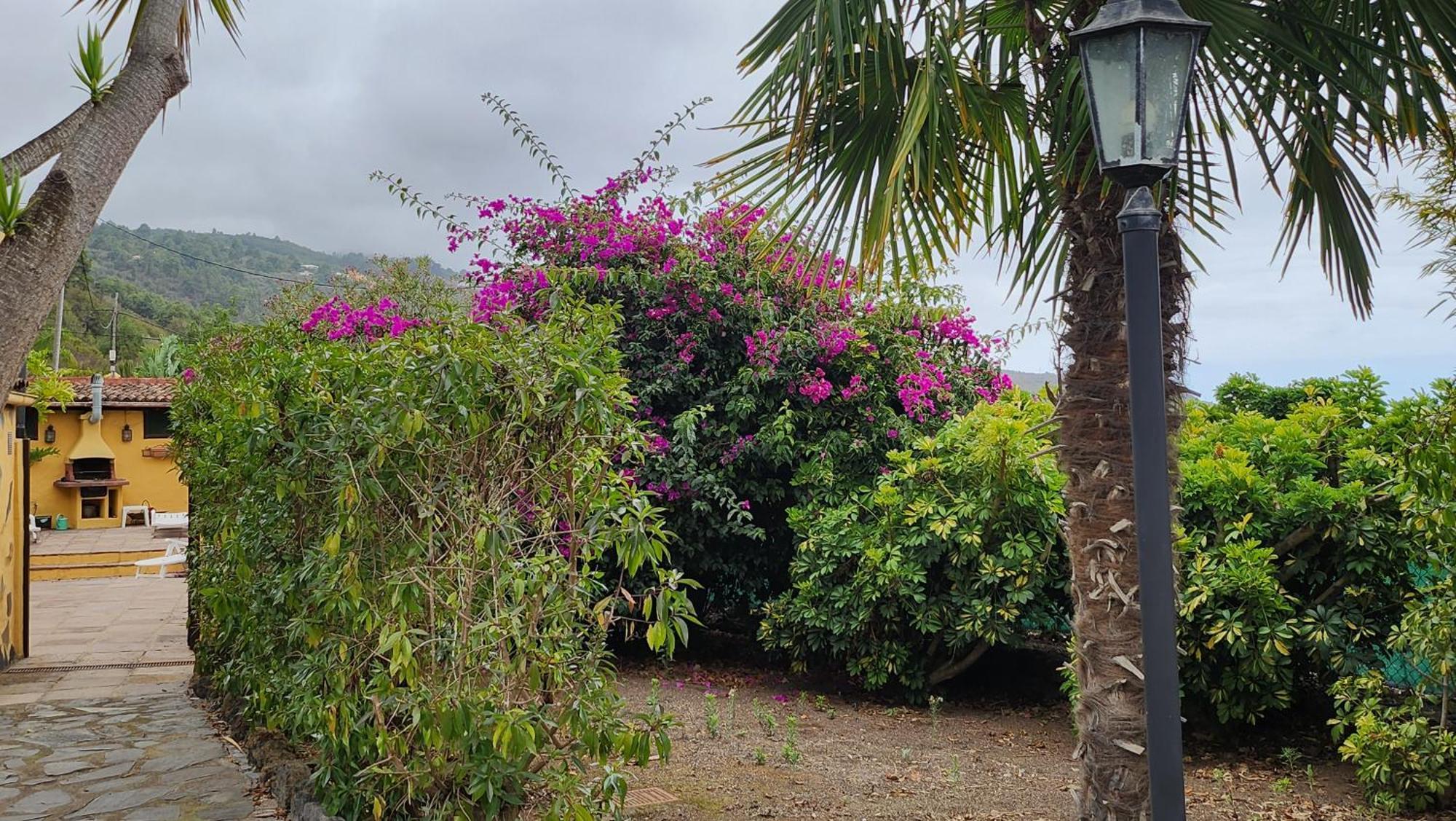 Oasis Hill Botanical Garden Villa Icod De Los Vinos Ngoại thất bức ảnh