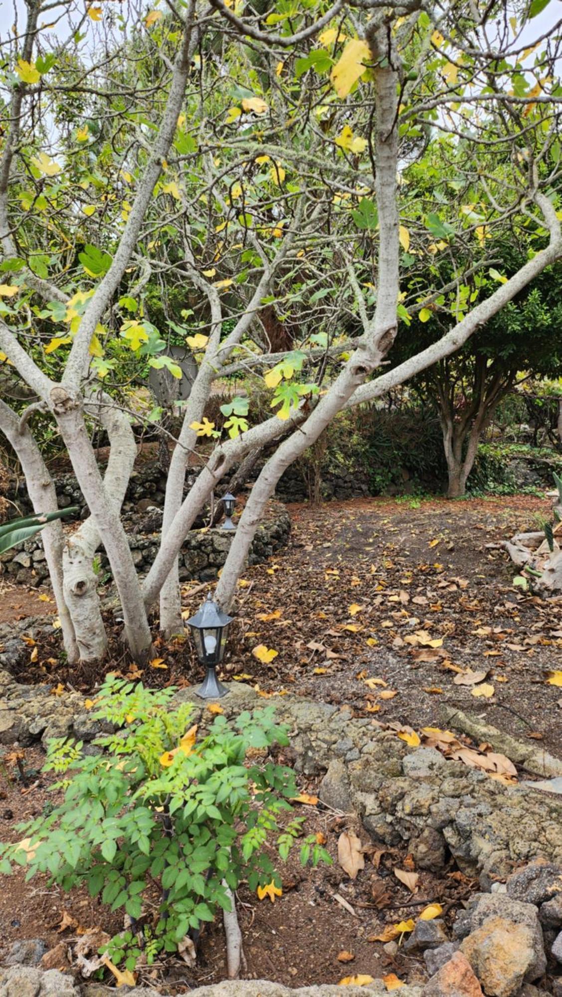 Oasis Hill Botanical Garden Villa Icod De Los Vinos Ngoại thất bức ảnh