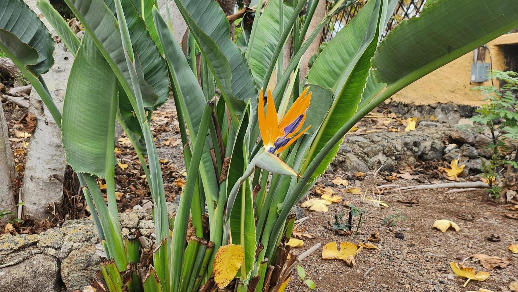 Oasis Hill Botanical Garden Villa Icod De Los Vinos Ngoại thất bức ảnh