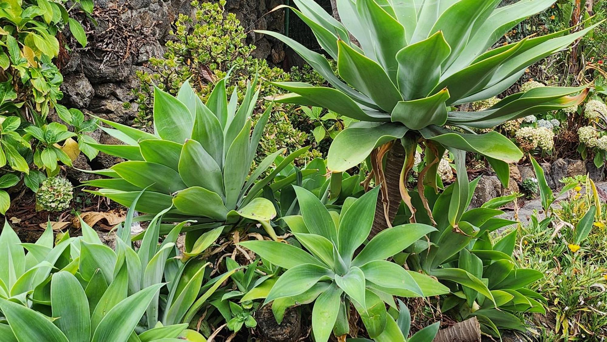 Oasis Hill Botanical Garden Villa Icod De Los Vinos Ngoại thất bức ảnh
