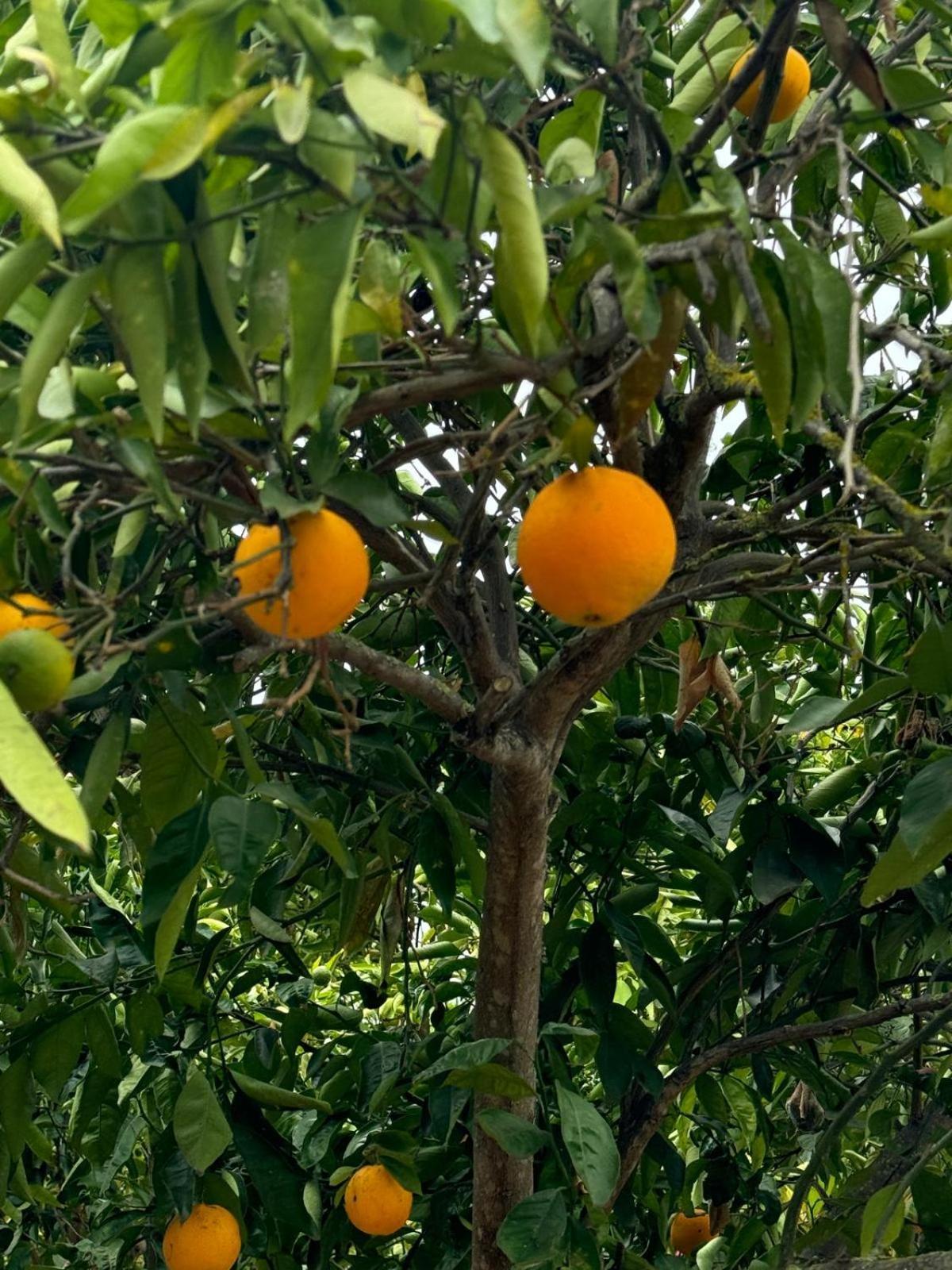 Oasis Hill Botanical Garden Villa Icod De Los Vinos Ngoại thất bức ảnh