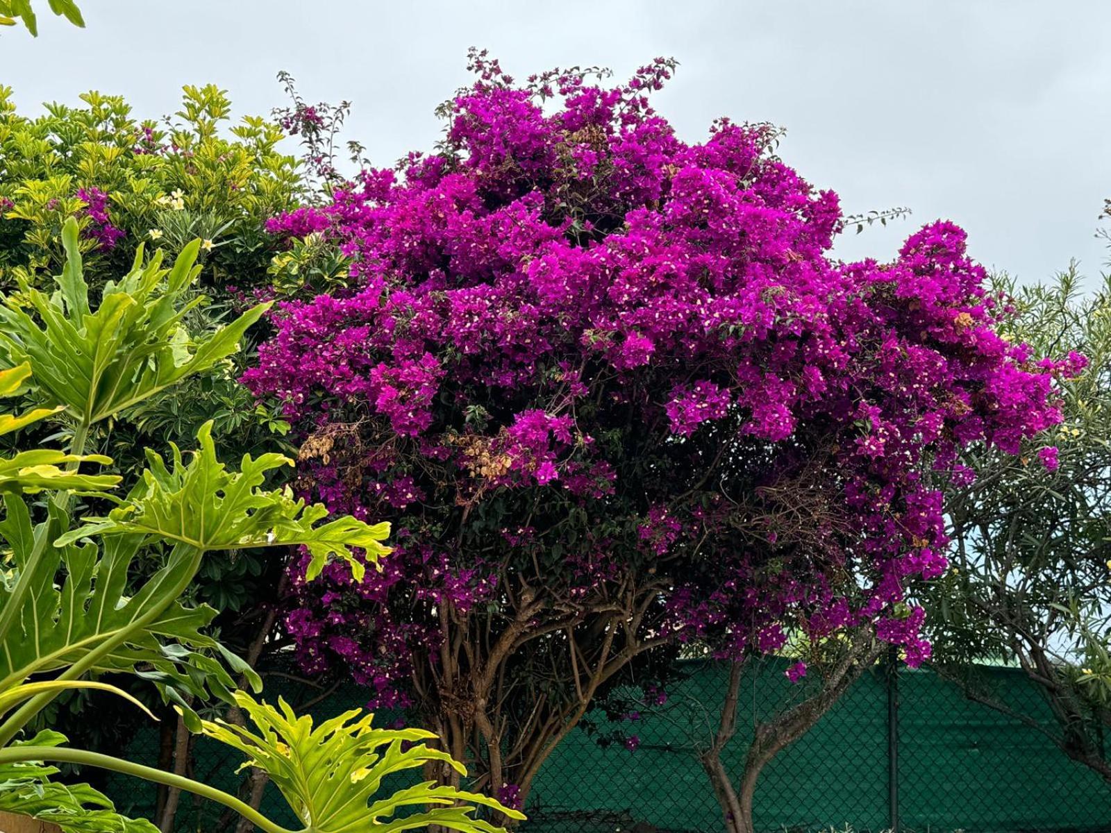 Oasis Hill Botanical Garden Villa Icod De Los Vinos Ngoại thất bức ảnh