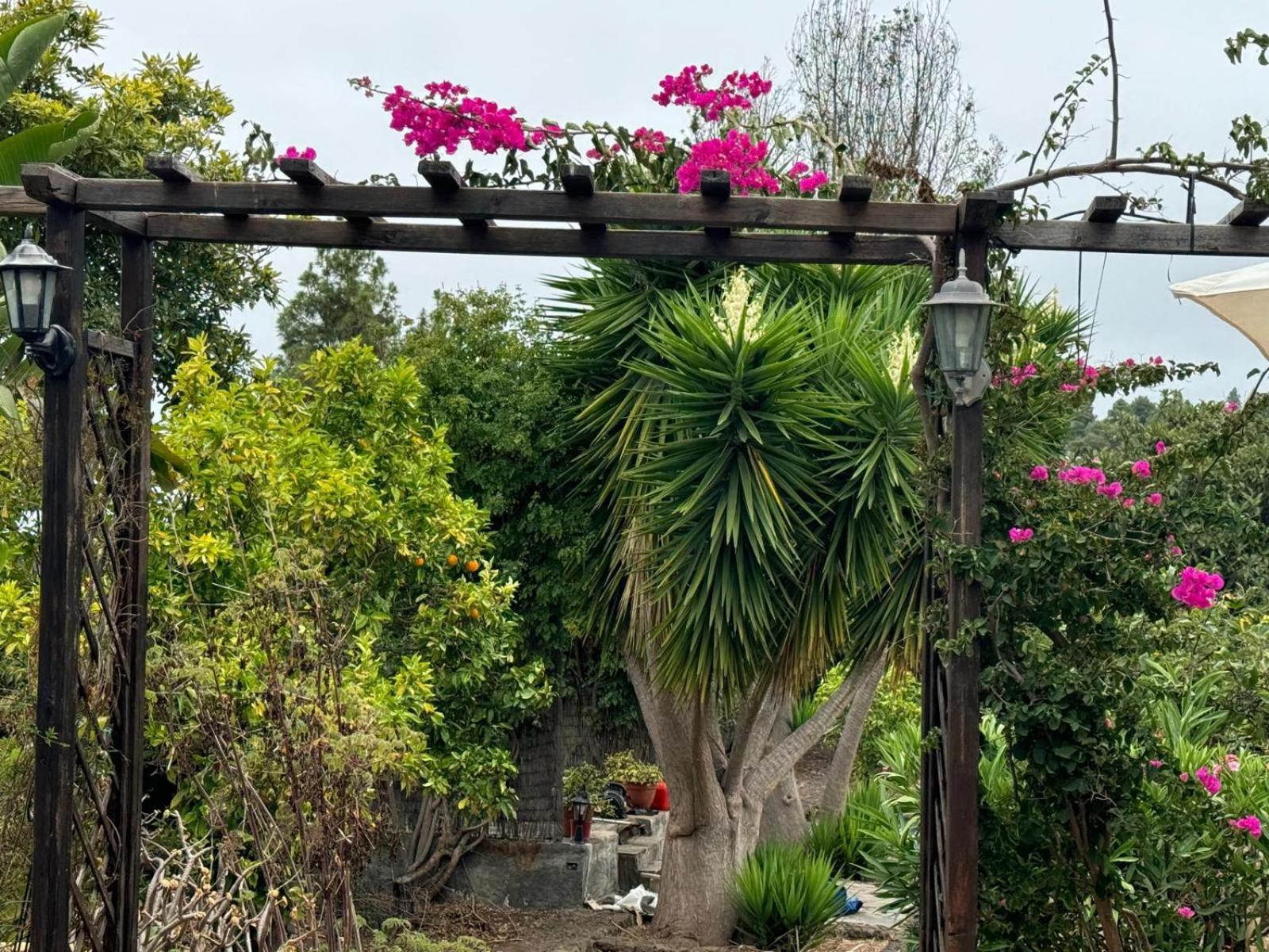 Oasis Hill Botanical Garden Villa Icod De Los Vinos Ngoại thất bức ảnh