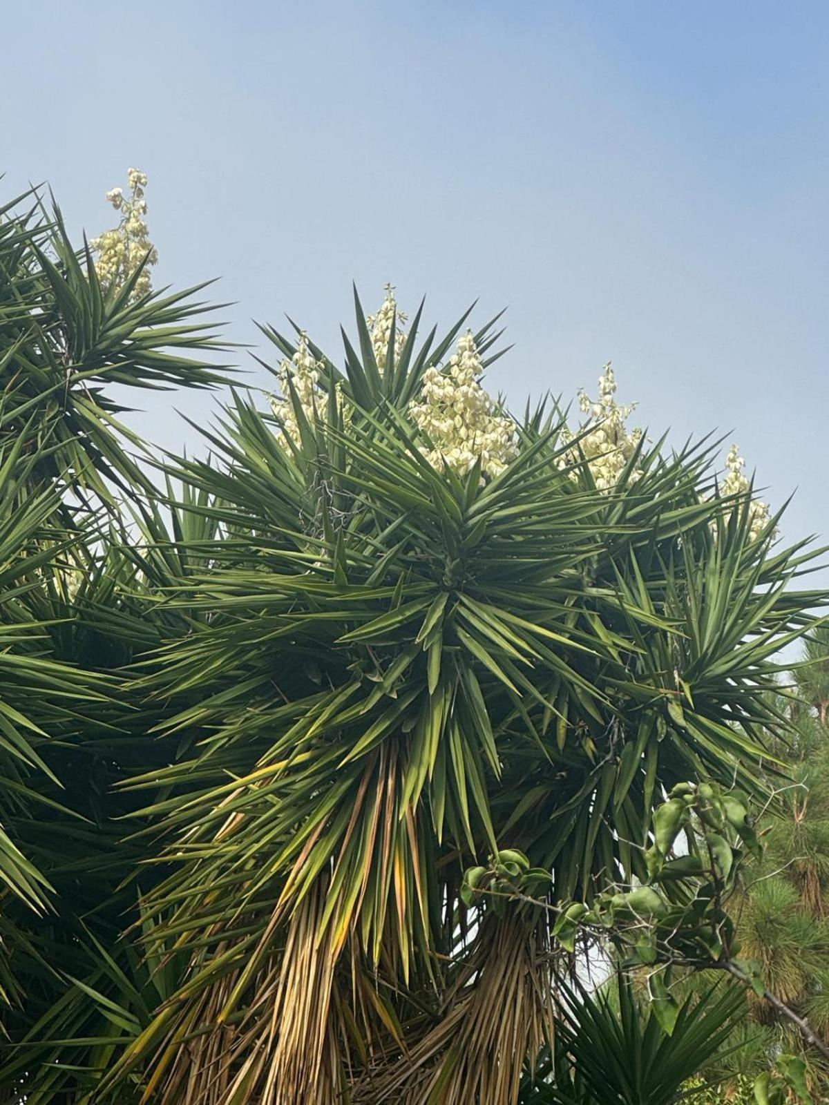 Oasis Hill Botanical Garden Villa Icod De Los Vinos Ngoại thất bức ảnh